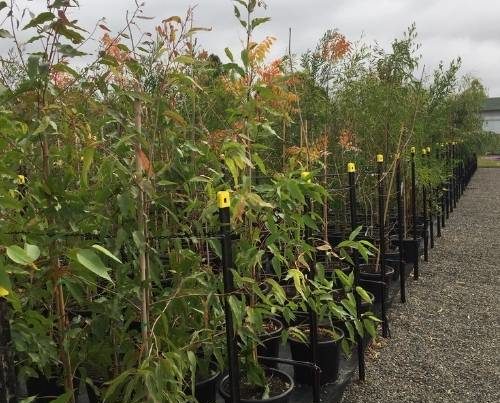 Brite Nursery