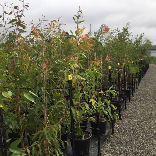 Trees in the Advanced Tree Growing Yard are displayed.